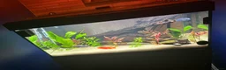 Cichlids fish for sale: Peacock Cichlid male tank set up - Advert 3