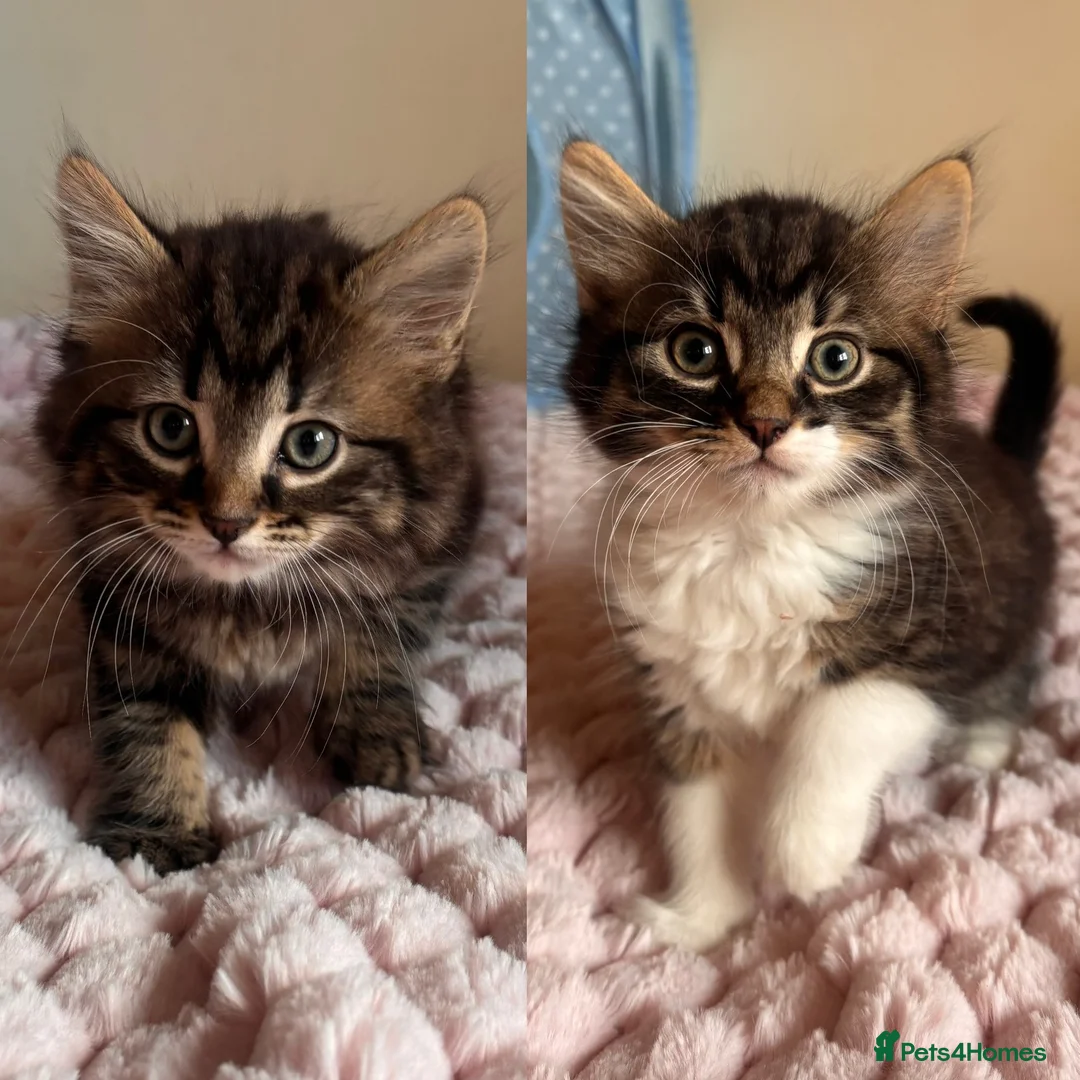 Mixed Breed cats for sale: British Short Hair Cross Kittens  - Advert 1