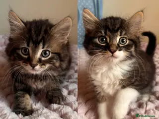 Mixed Breed cats British Short Hair Cross Kittens - Advert 17