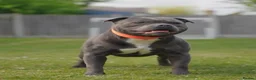 Staffordshire Bull Terrier dogs for sale: Kc Reg Chunky Girl - Advert 3