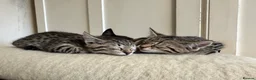 Savannah cats for sale: Savannah X Kittens  - Advert 4