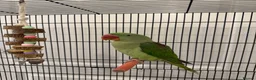Parrots birds for sale: Very sweet Alexandrine female parrot in Watford - Advert 3