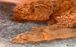 Labradoodle dogs for sale: Stunning red miniature labradoodle puppies - Image 9