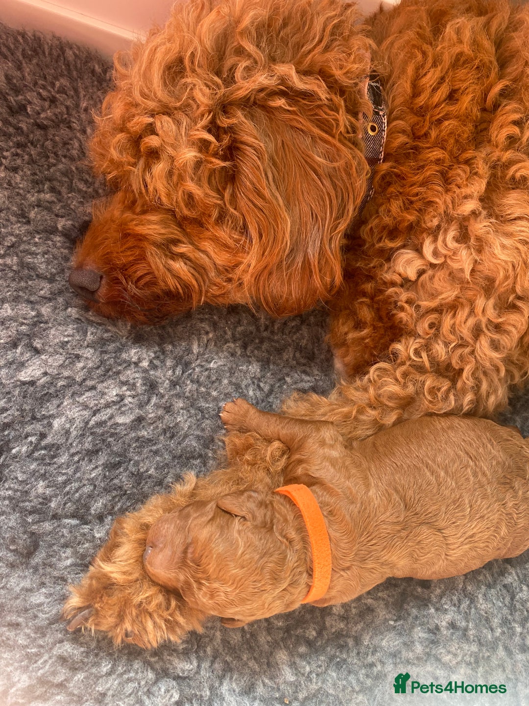 Labradoodle dogs for sale: Stunning red miniature labradoodle puppies - Image 9