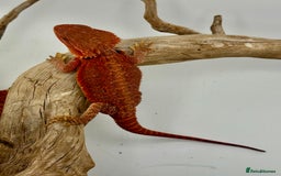 Bearded Dragon reptiles for sale: Bearded Dragon Red Monster - Image 6