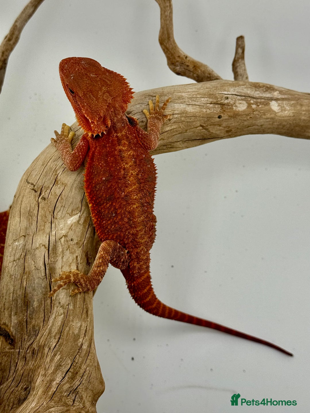 Bearded Dragon reptiles for sale: Bearded Dragon Red Monster - Image 6
