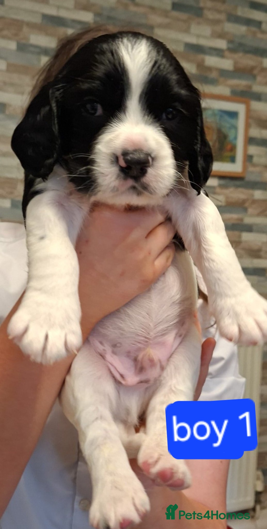 Sprocker dogs Sprocker Spaniel Puppies - Advert 3