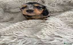 Miniature Dachshund dogs for sale: Long haired mini male dachshunds pups KC reg  - Image 28