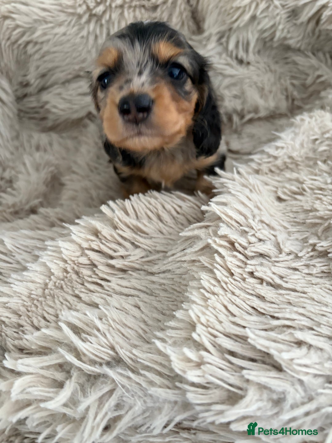 Miniature Dachshund dogs for sale: Long haired mini male dachshunds pups KC reg  - Image 28