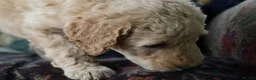 Labradoodle dogs for sale: Beautiful Third-Generation Labradoodle Puppie - Advert 11