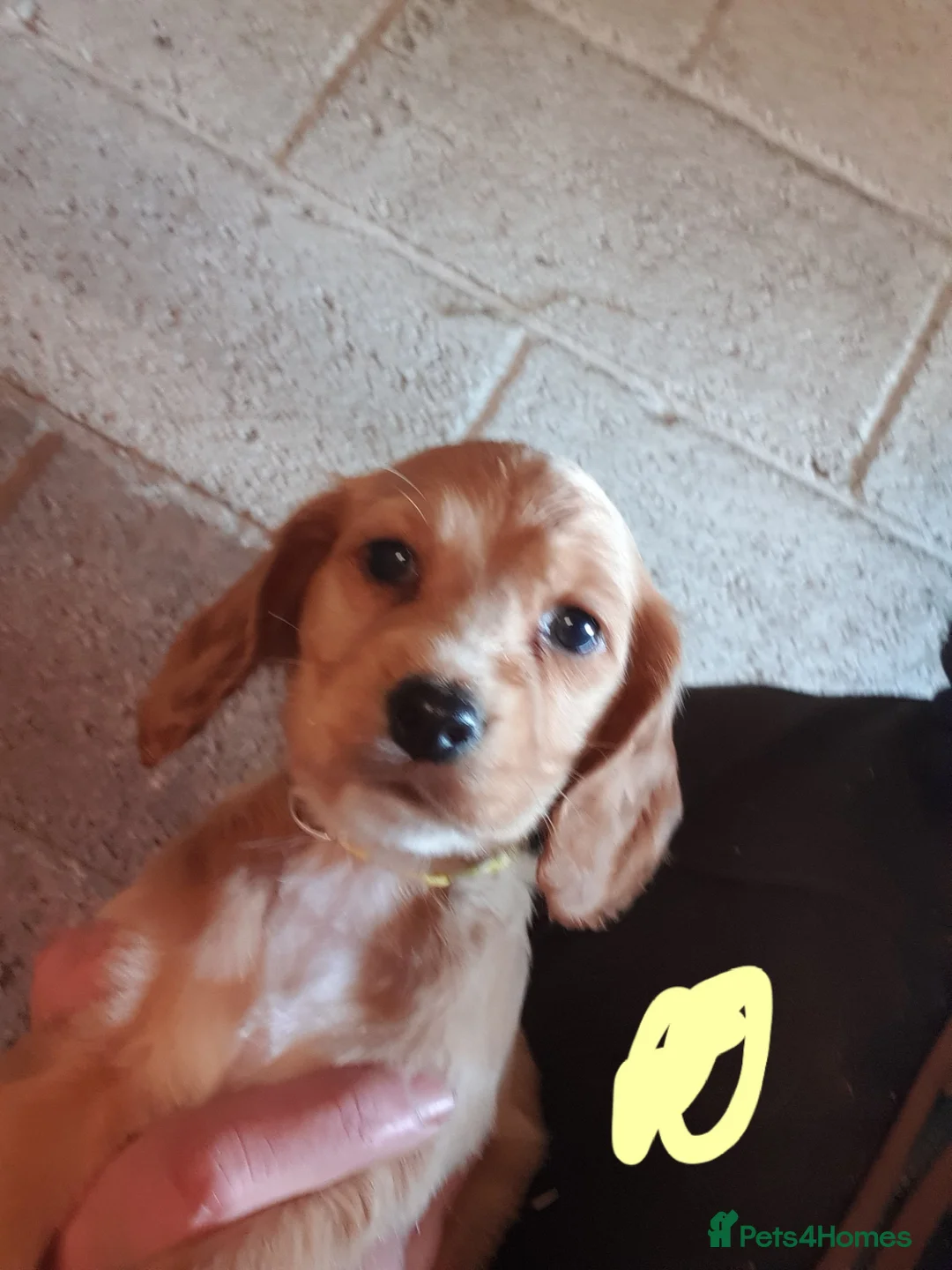 Cockapoo dogs for sale: Beautiful Cockerpoos - Advert 1