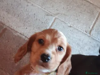 Cockapoo dogs Beautiful Cockerpoos - Advert 1