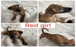 Mixed Breed dogs for sale: Pharaoh hound x blue whippet .last  of the litter  - Image 3