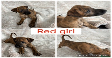 Mixed Breed dogs - Advert 2