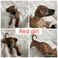 Mixed Breed dogs - Advert 2