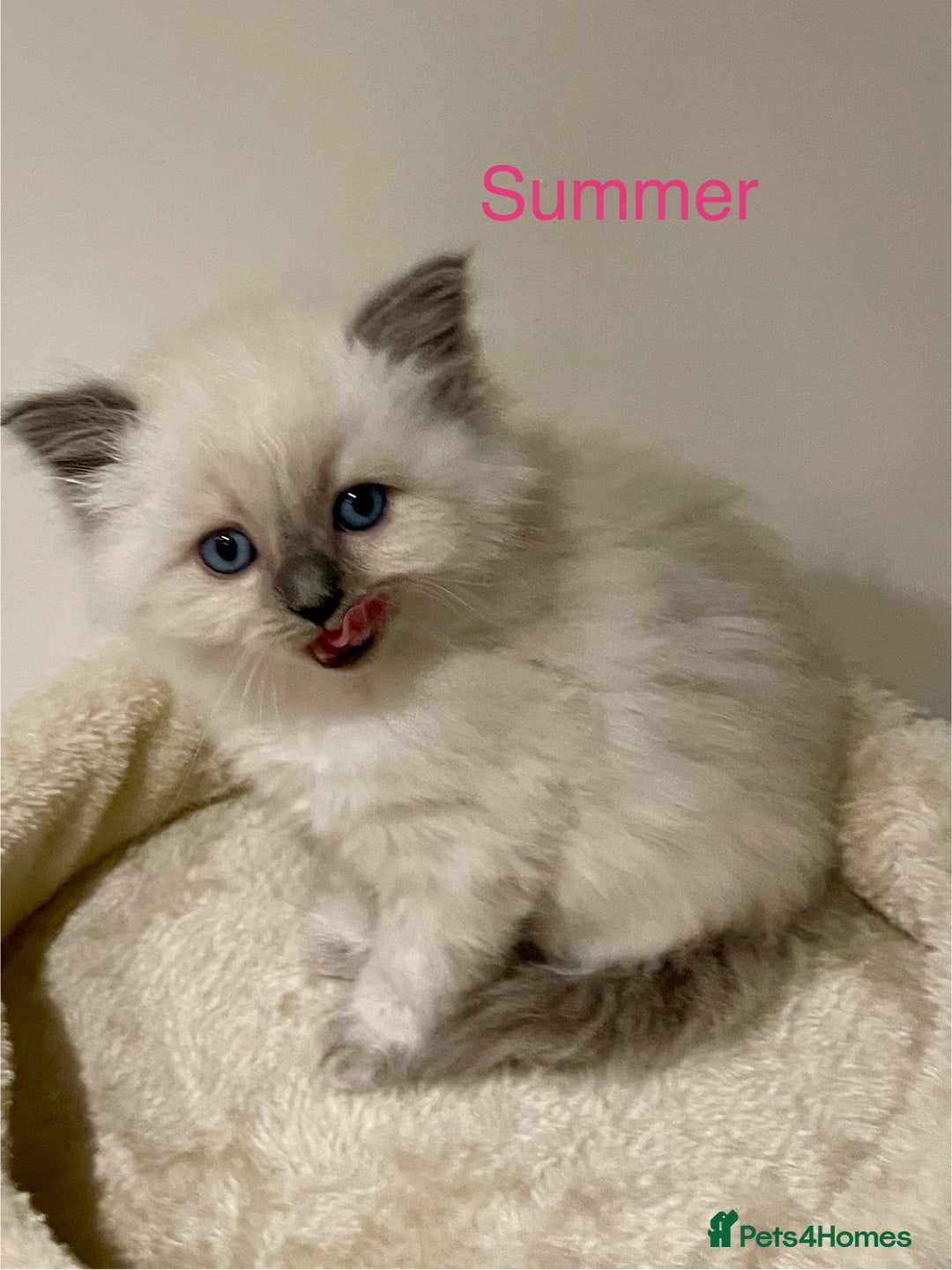 Ragdoll cats for sale: Exquisite, truly unique Ragdolls & Ragfold kittens - Advert 7