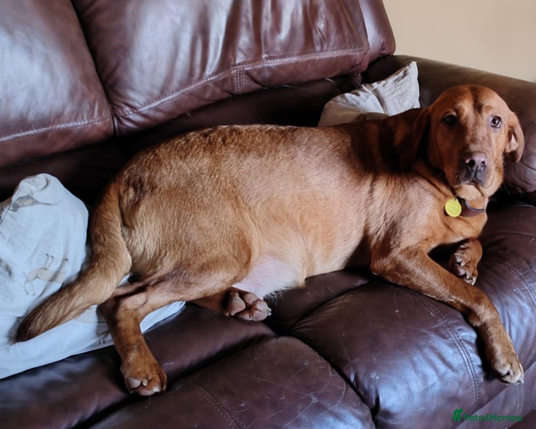 Labrador Retriever dogs for sale: FTCH LABRADOR RETRIEVER PUPPY WAITING LIST - Image 8