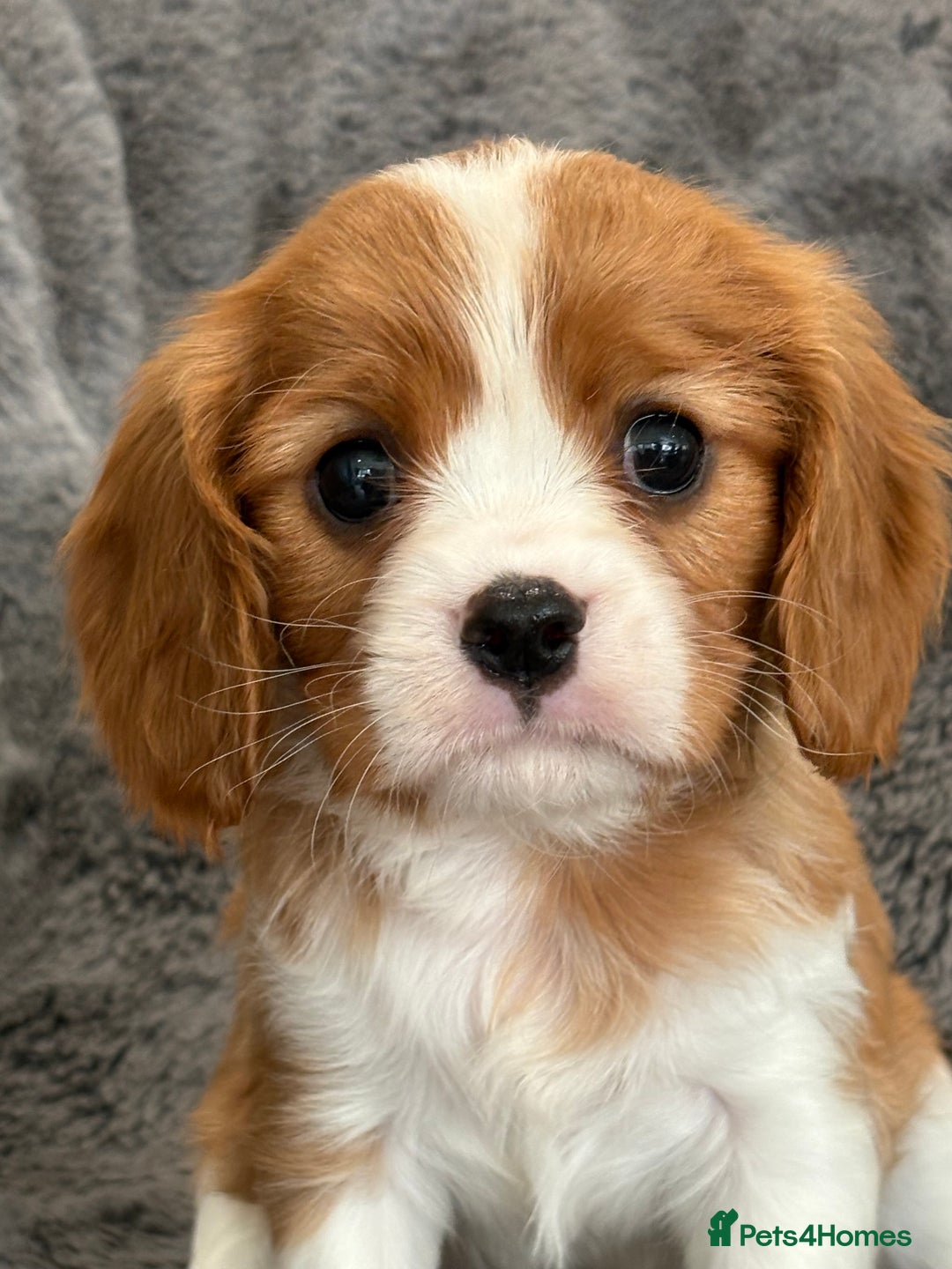 Cavalier King Charles Spaniel dogs for sale: Health Tested cavalier puppies  - Image 15