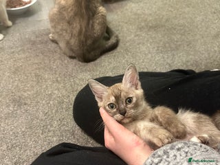 Burmese cats GCCF registered pedigree kittens - Advert 1