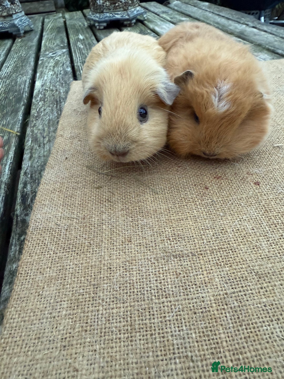 Guinea Pig rodents for sale: Pure bred California & Swiss guineapigs  - Advert 6