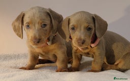 Miniature Dachshund dogs for sale:  🌟5StarsLicense+Holistic+KC+VetChecked+PRA Clear+ - Image 37