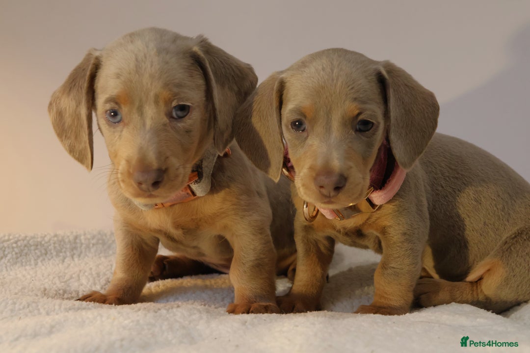 Miniature Dachshund dogs for sale:  🌟5StarsLicense+Holistic+KC+VetChecked+PRA Clear+ - Image 37