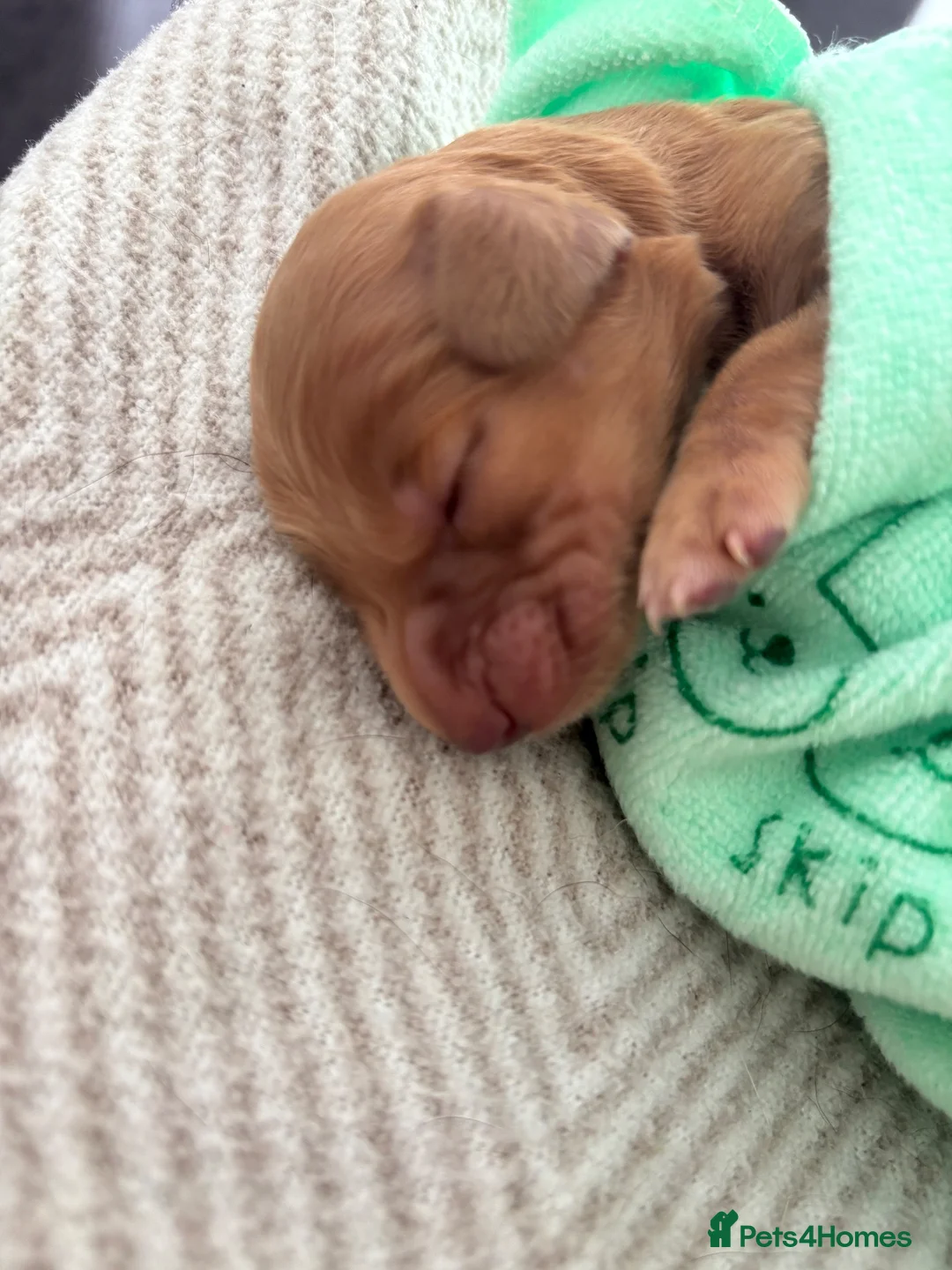 Cocker Spaniel dogs for sale: Gorgeous working type cocker spaniel puppies - Advert 2
