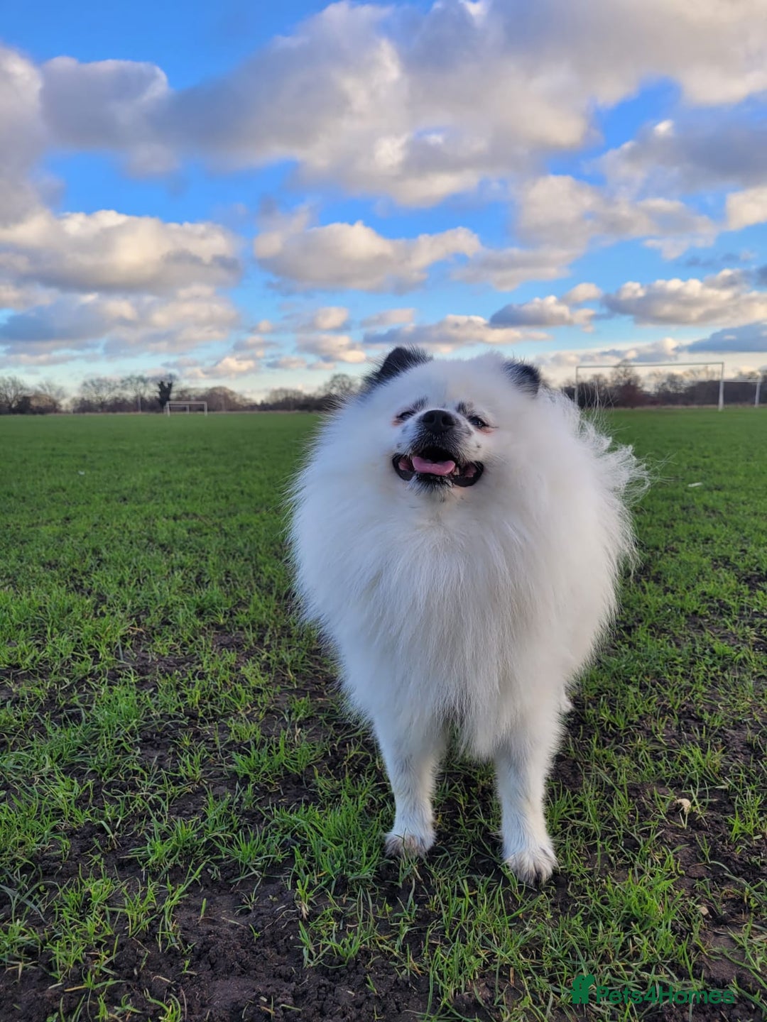 Pomeranian dogs for stud: Puffy- Available for stud  - Advert 6