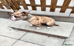 Olde English Bulldogge dogs for sale: Female olde English bulldogge - Image 2