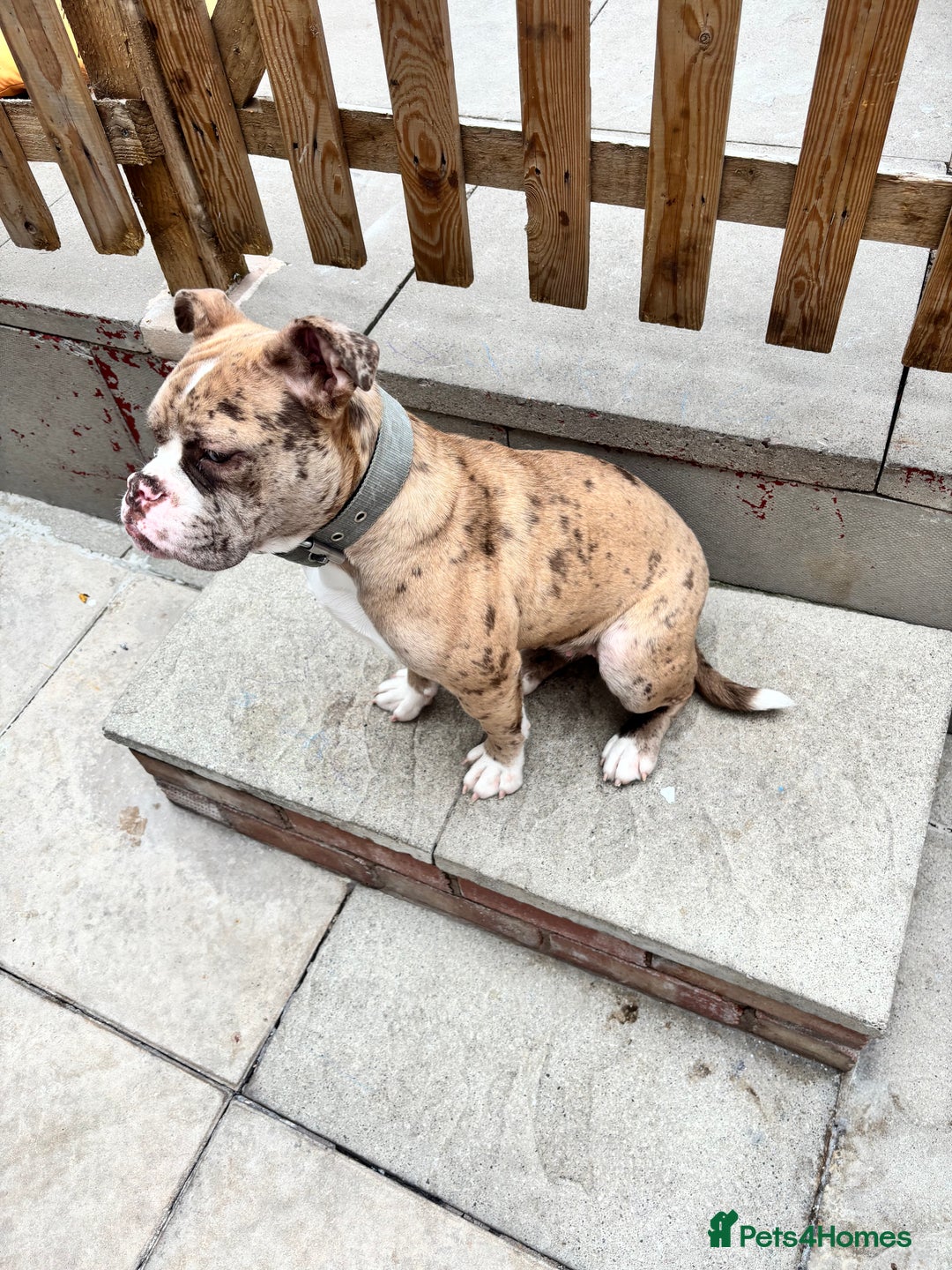 Olde English Bulldogge dogs for sale: Female olde English bulldogge - Image 2