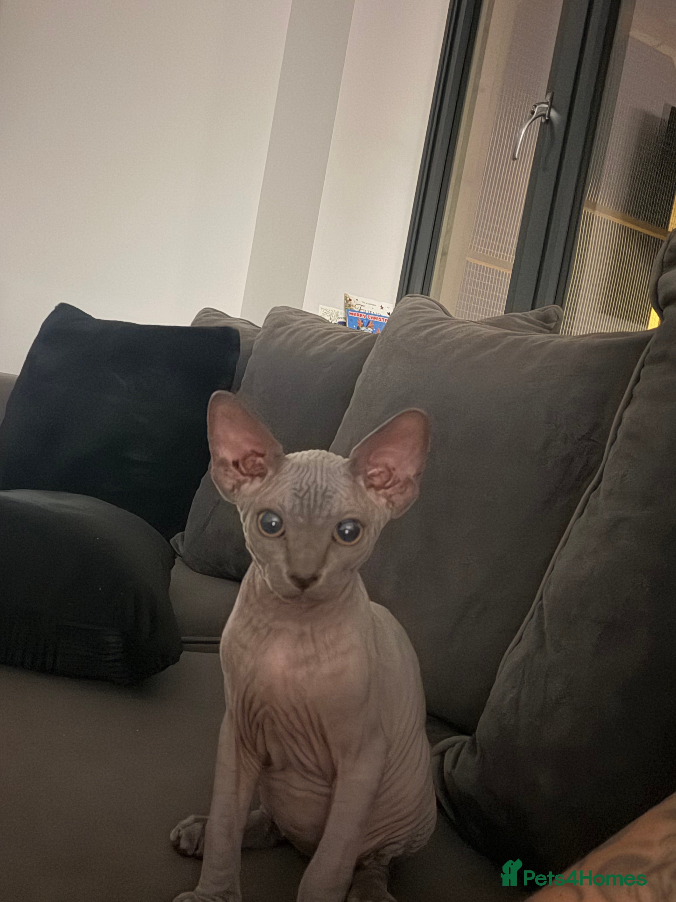 Sphynx cats Beautiful Sphynx Kittens - Advert 2