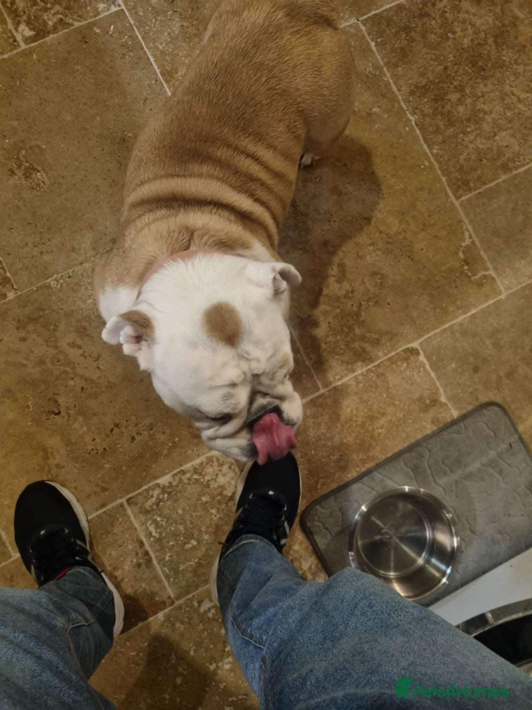English Bulldog dogs for sale: Bulldog bitch 5 years old - Image 4