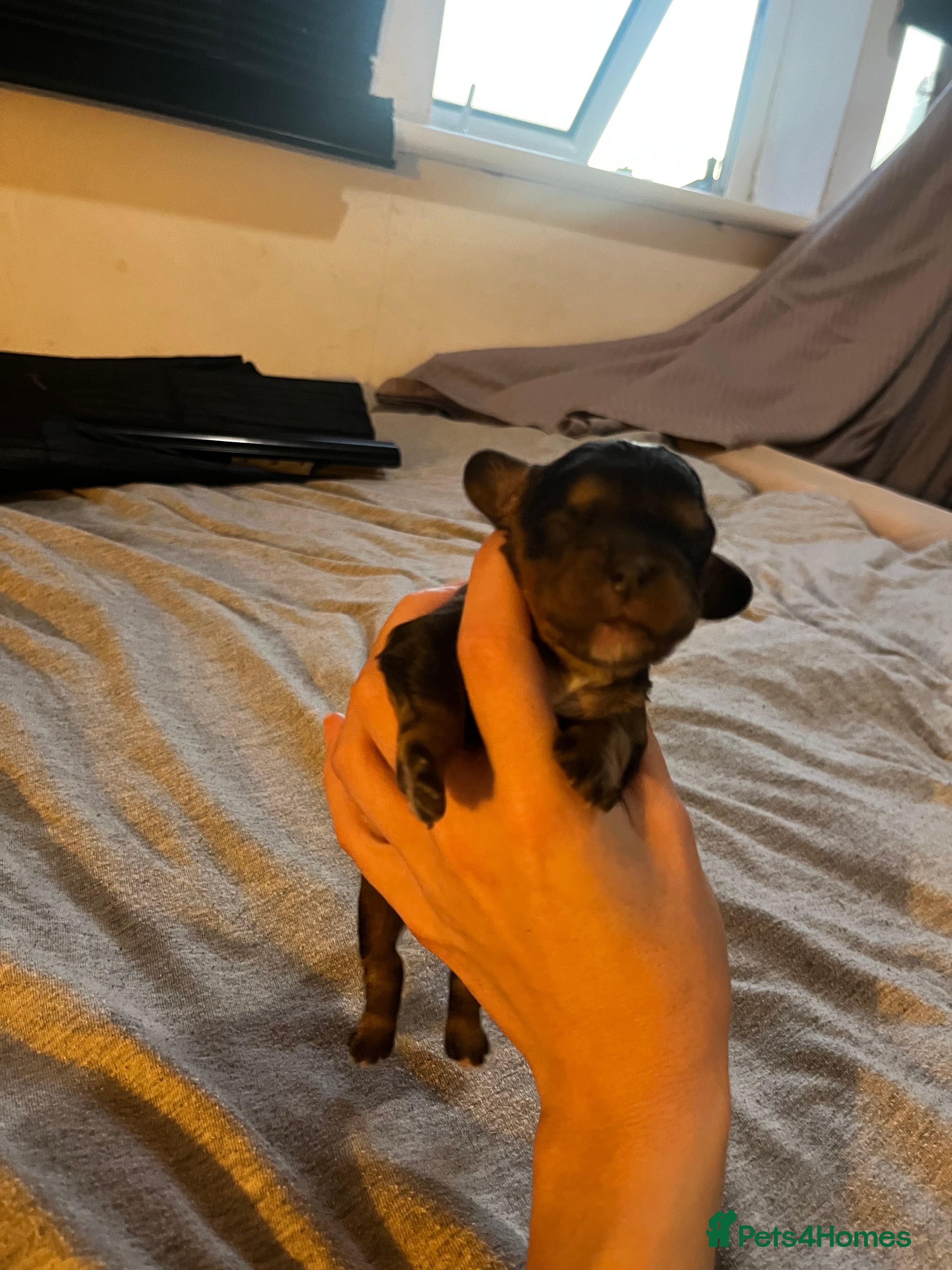 Cavalier King Charles Spaniel dogs 5 beautiful cavalier puppies - KC registered - Advert 2