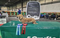 Miniature Dachshund dogs for sale: Exceptional mini long pups  - Image 10