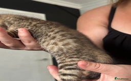 Bengal cats for sale: Bengal cross kittens  - Image 16