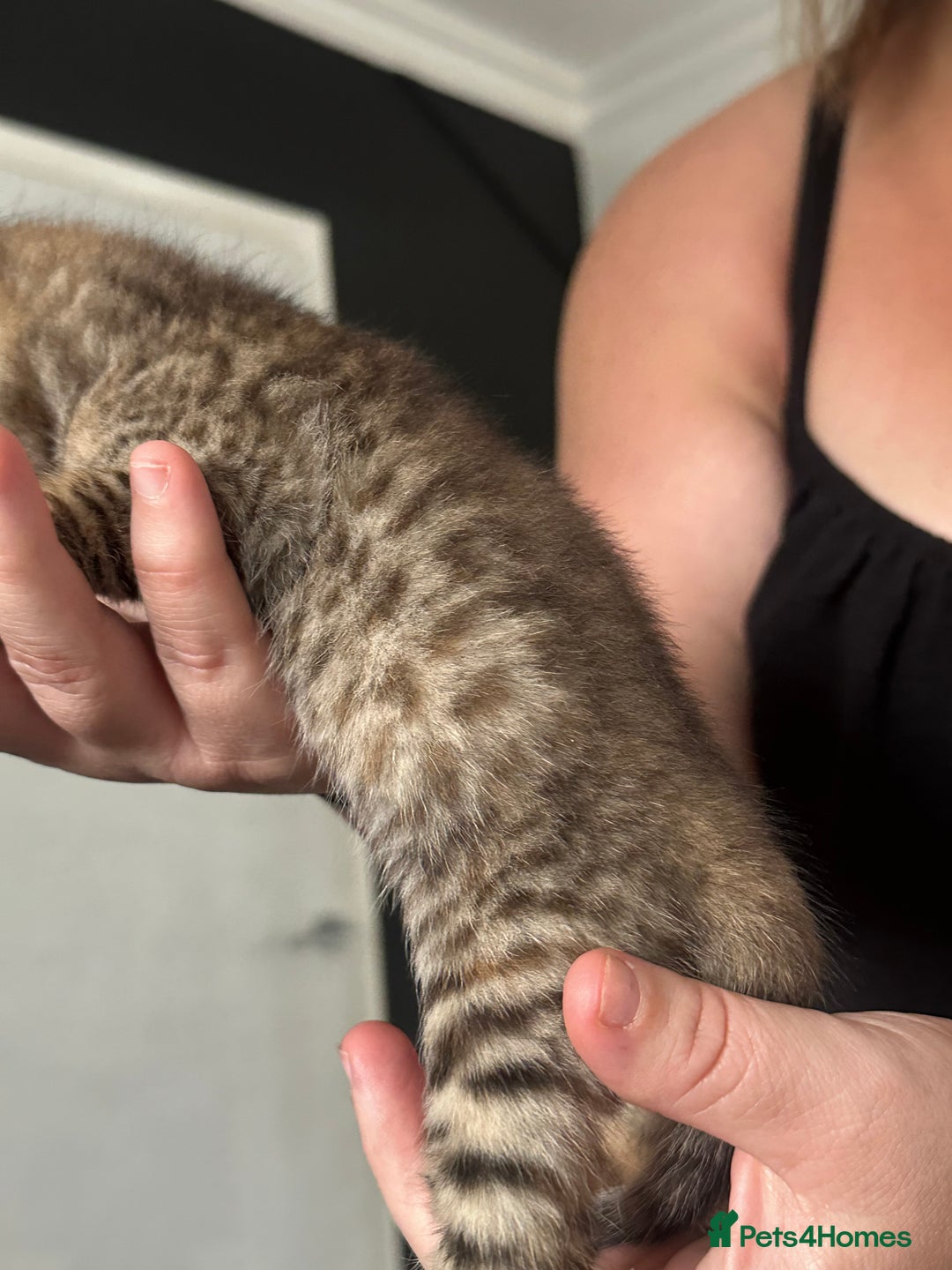 Bengal cats for sale: Bengal cross kittens  - Image 16