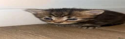 Mixed Breed cats for sale: Beautiful long haired kittens  in Deeside - Advert 3