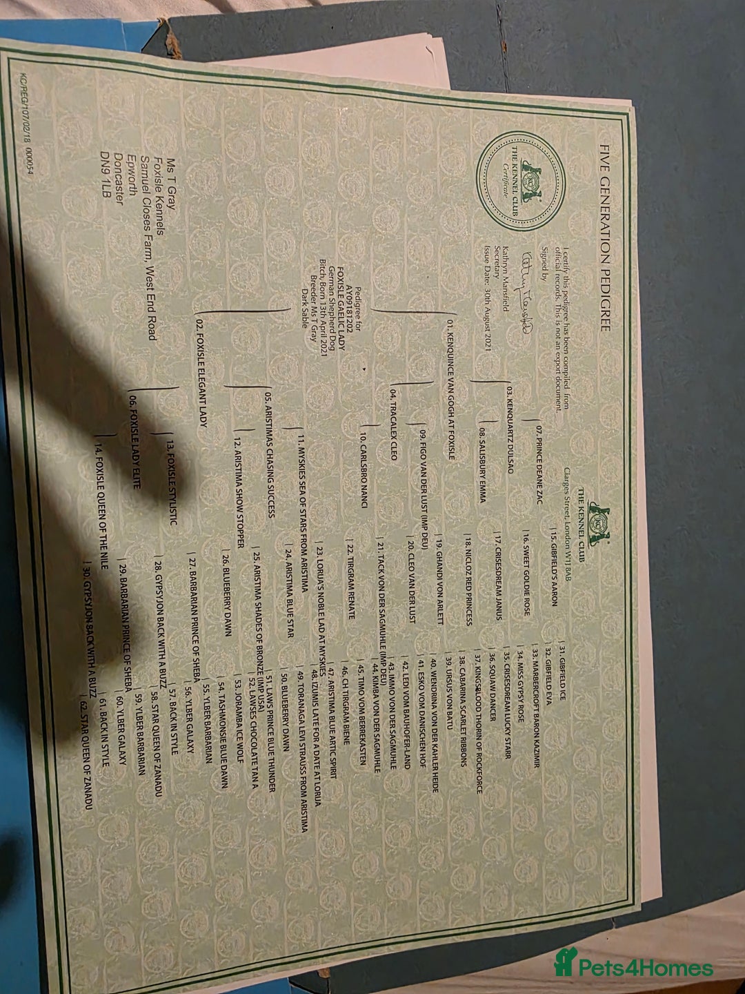 German Shepherd dogs for sale: German shepherd bitch  - Advert 10