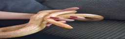 Corn Snake reptiles for sale: Various corn snakes for sale, Snow Tessera & more - Advert 23