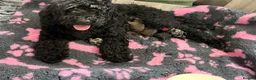 Double Doodle dogs for sale: Adorable Double Doodles - blue Merle, choc, black - Advert 2