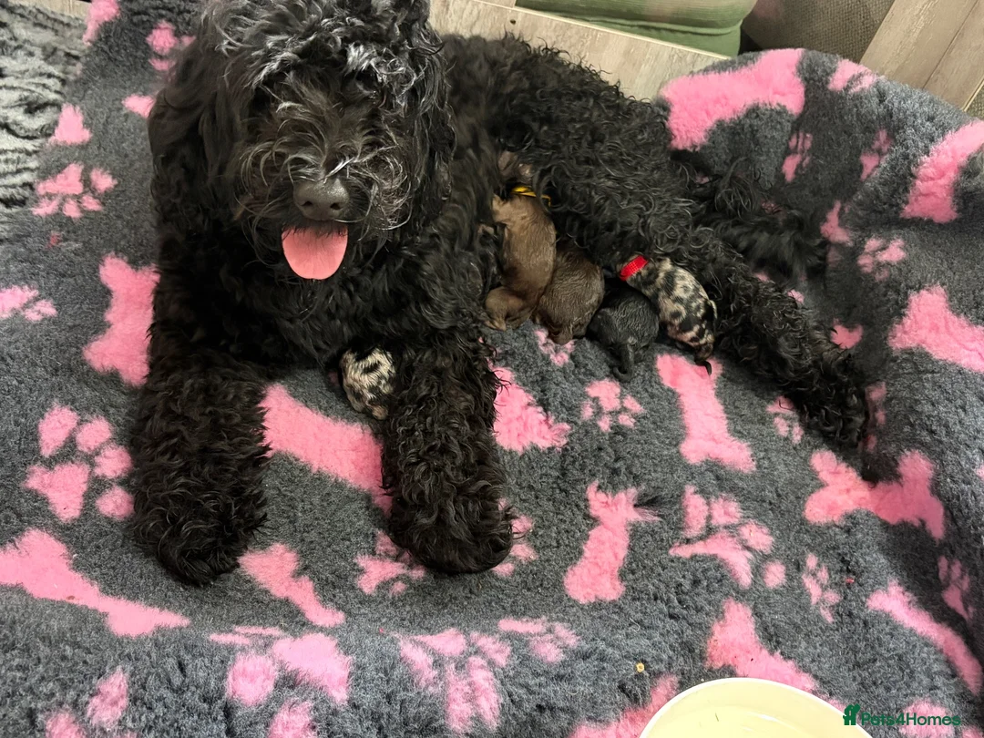 Double Doodle dogs for sale: Adorable Double Doodles - blue Merle, choc, black - Advert 2