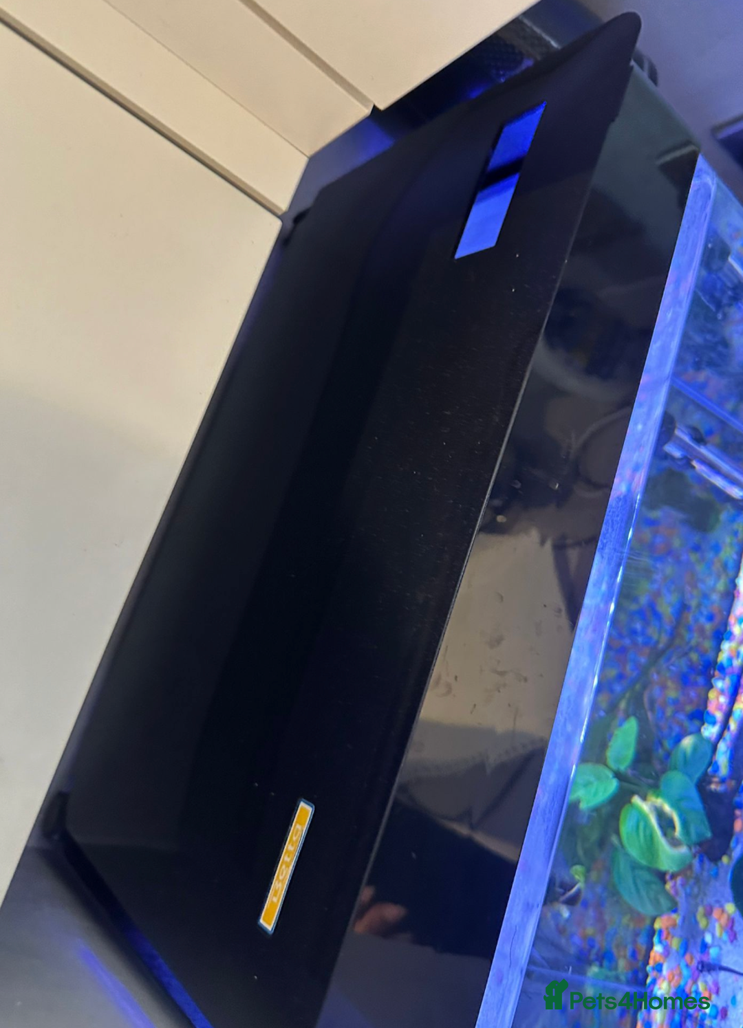Other/Mixed Breed fish for sale: fish tank with fishes - Image 4