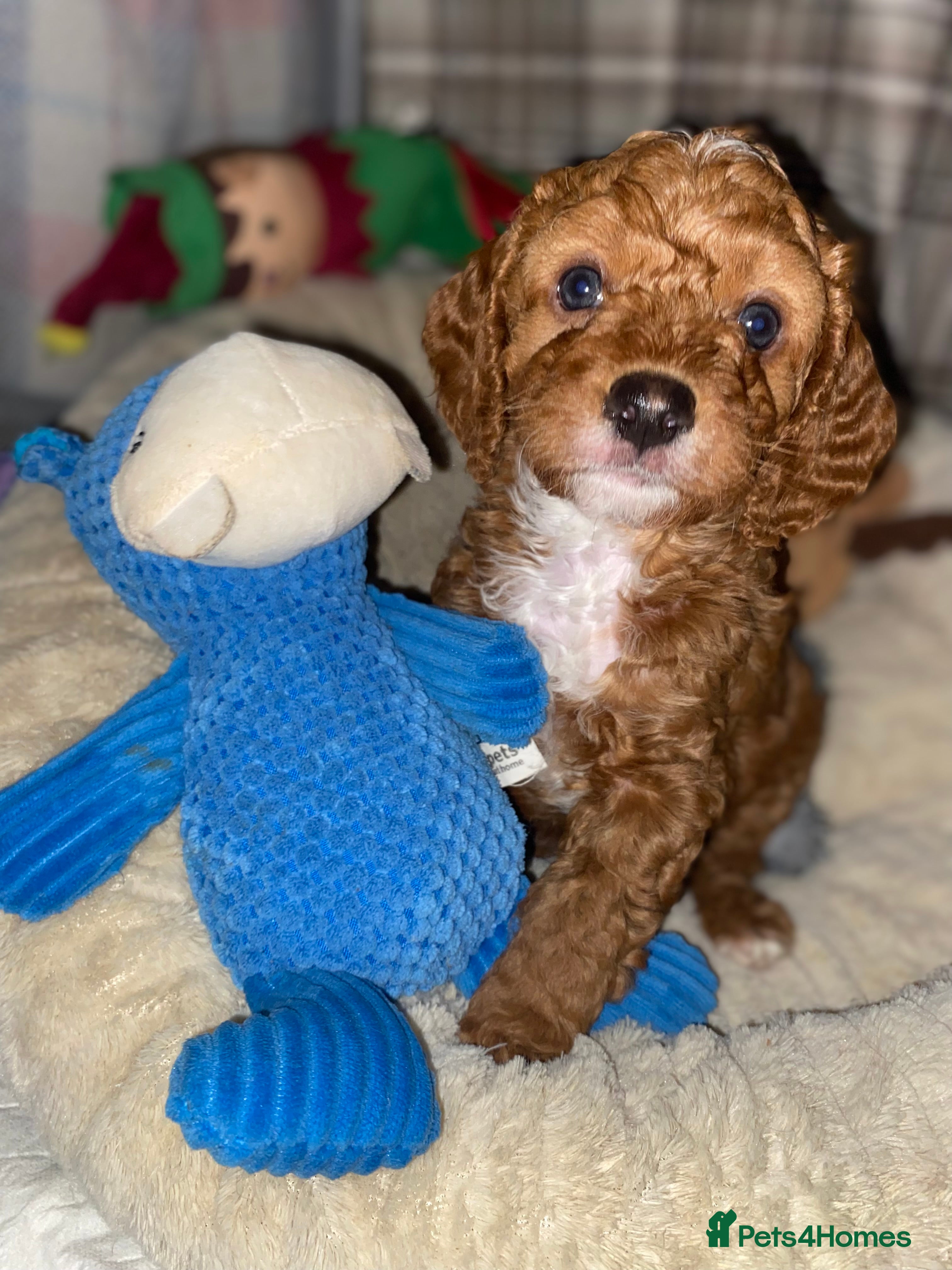 Cockapoo dogs ADD UPTO DATEREAD IN FULL  - Advert 14