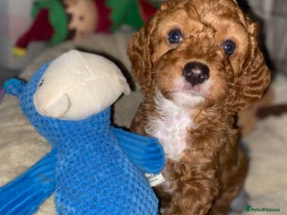 Cockapoo dogs ADD UPTO DATEREAD IN FULL - Advert 14