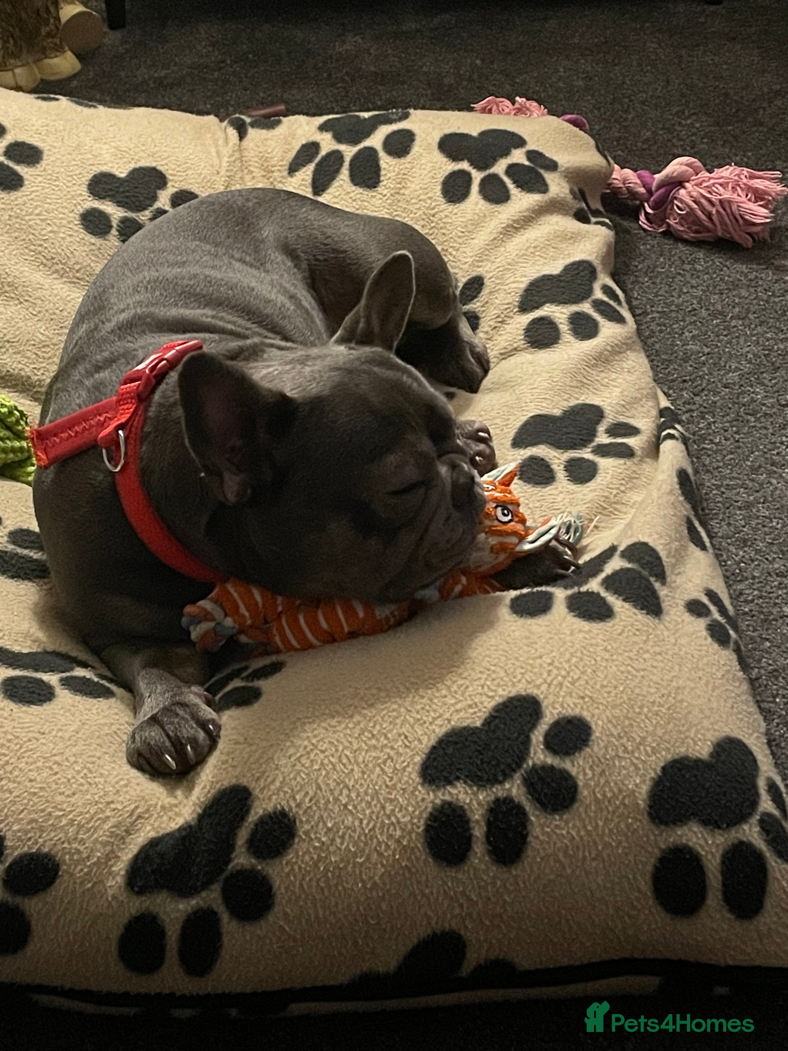 French Bulldog dogs French bull dog female 3 years old x - Advert 1
