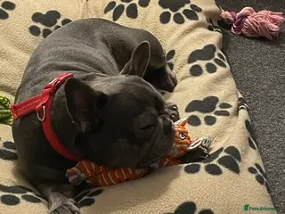 French Bulldog dogs French bull dog female 3 years old x - Advert 1