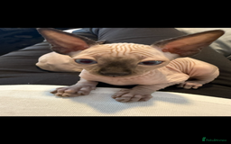 Sphynx cats for sale: sphynx canadian kittens ready to leave now  - Image 9