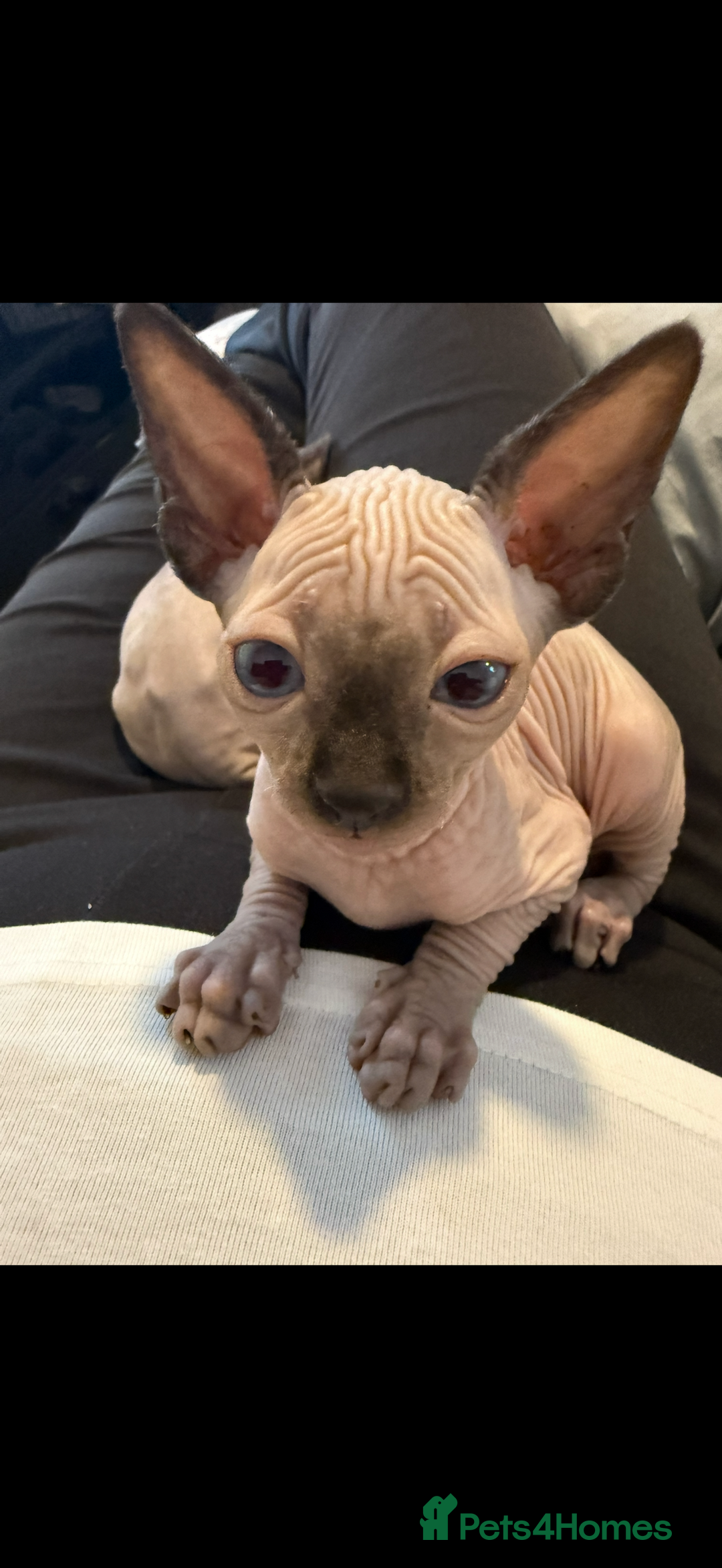 Sphynx cats for sale: sphynx canadian kittens ready to leave now  - Image 9