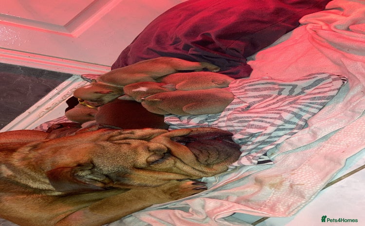 English Bulldog dogs - Advert 2