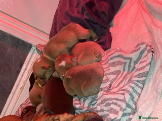 English Bulldog dogs - Advert 5